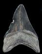 Serrated, Fossil Megalodon Tooth - Georgia #76515-1